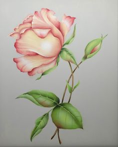 a painting of a pink rose with green leaves on a light gray background, in pastel