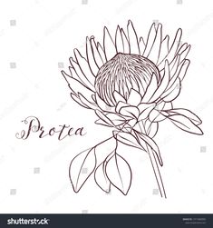 the protea flower is drawn in black and white on a white background with an inscription