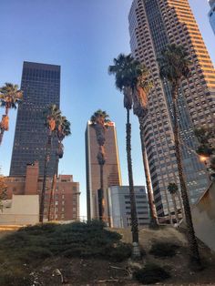 palm trees in the foreground and skyscrapers in the background