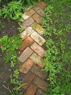 an old brick path is surrounded by green plants