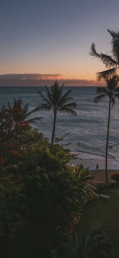 palm trees line the beach as the sun sets