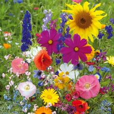 an assortment of wildflowers and other flowers in a field