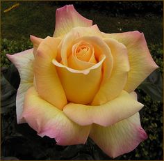 a yellow and pink rose is blooming in the garden