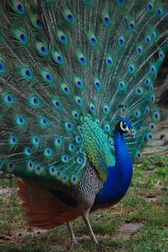 a peacock with its feathers spread out