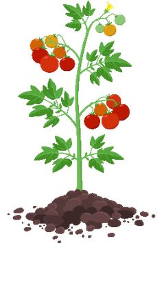 a tomato plant growing out of the ground with dirt around it and sprouts