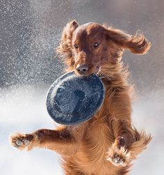 a brown dog holding a frisbee in it's mouth while standing on its hind legs