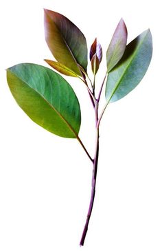 a single green leaf on a white background