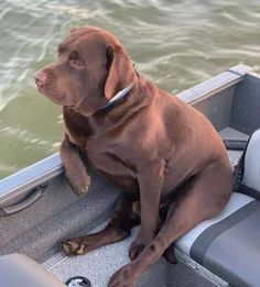 a brown dog sitting in the back of a boat