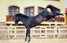 a black horse standing on its hind legs in front of a yellow and brown building