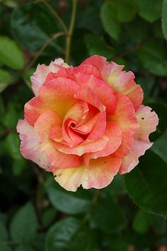 a pink and yellow flower with green leaves