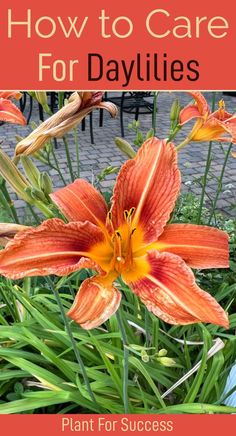 orange daylily with a yellow eye. Day Lilies Care, Lily Care, Day Lilies, How To Shade, Free Plants, Daylilies