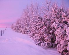 snow covered trees line the side of a road