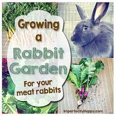 a rabbit sitting next to some carrots and radishes with the words growing a rabbit garden for your meat rabbits