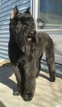 a large black dog standing on top of a porch