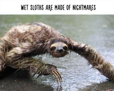 a wet sloth hanging upside down in the water with it's legs stretched out