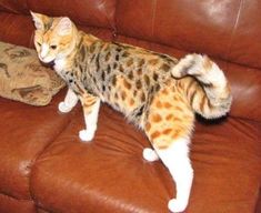 a cat standing on top of a brown couch