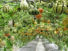 an outdoor garden with lots of watermelons hanging from the ceiling