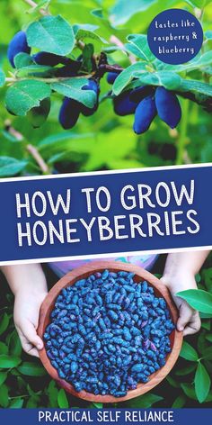 the cover of how to grow honeyberries, with hands holding a bowl full of blue berries