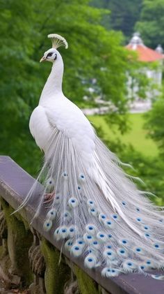 a white peacock standing on top of a wooden fence next to trees and bushes in the background