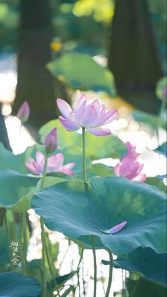 two pink flowers are in the middle of some water lilies with green leaves around them