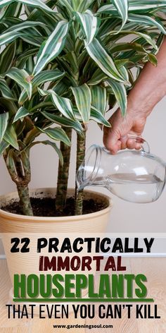 a houseplant in a pot with the words 22 practically important houseplants that even you can't kill