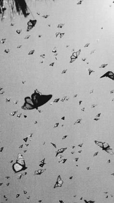 black and white photograph of butterflies flying in the sky