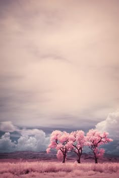 two pink trees in the middle of a field