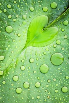 green leaves with water drops on them are seen in this close up photo from above