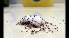 a pile of white stuff sitting on top of a counter