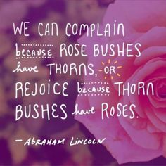 a pink rose with the quote we can explain because rose bushes have thorns, or pedice because thorn bushes have roses - abraham lincoln