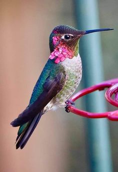 a hummingbird perches on a pink bird feeder