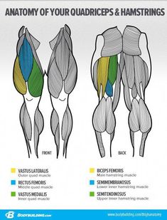 the anatomy of your quadceps and hamstrings is shown in this diagram