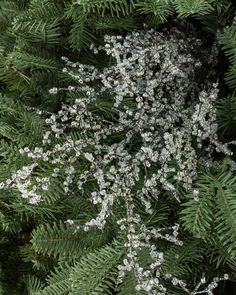 white flowers and green leaves on a tree