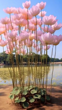 pink flowers growing out of the ground next to water