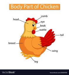 the parts of a chicken on a white background