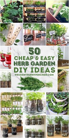 herb garden diy ideas with the title overlay