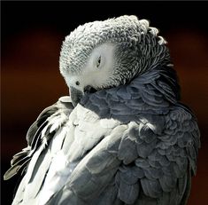 a close up of a bird with feathers on it's head