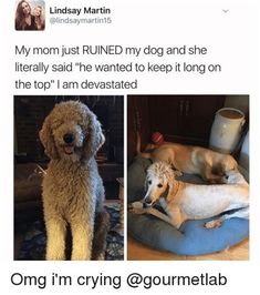 two dogs are sitting in their beds and one dog is laying down