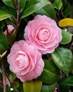 two pink flowers are blooming on a tree