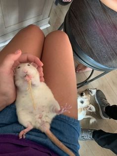 a person holding a small rodent in their hand while sitting on the floor next to a table