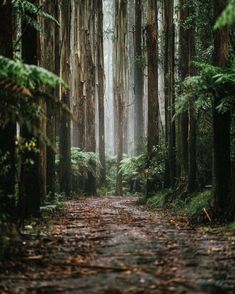 a dirt road surrounded by tall trees and ferns