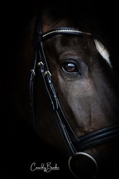 a close up of a horse's face in the dark