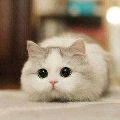 a white cat with black eyes laying on the floor