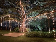 a large tree with lights hanging from it's branches