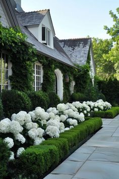 white flowers line the side of a house