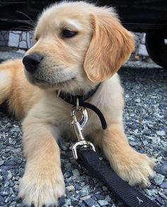 a puppy is sitting on the ground with its leash attached to it's collar