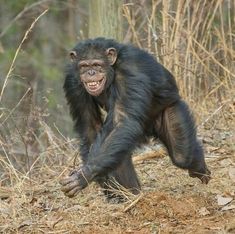 a monkey that is standing in the dirt with it's mouth open and teeth wide