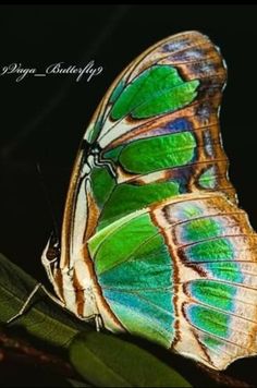 a green and blue butterfly sitting on top of a leaf