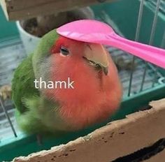 a green bird with a pink hat on its head and the words thank are in front of it