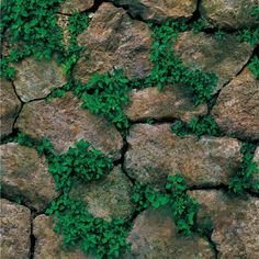 a rock wall with green plants growing on it's sides and leaves crawling over the rocks